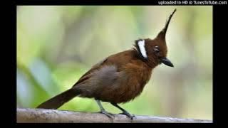 masteran cililin jeda dan ngeban ll Tidak perlu durasi panjang dan non stop