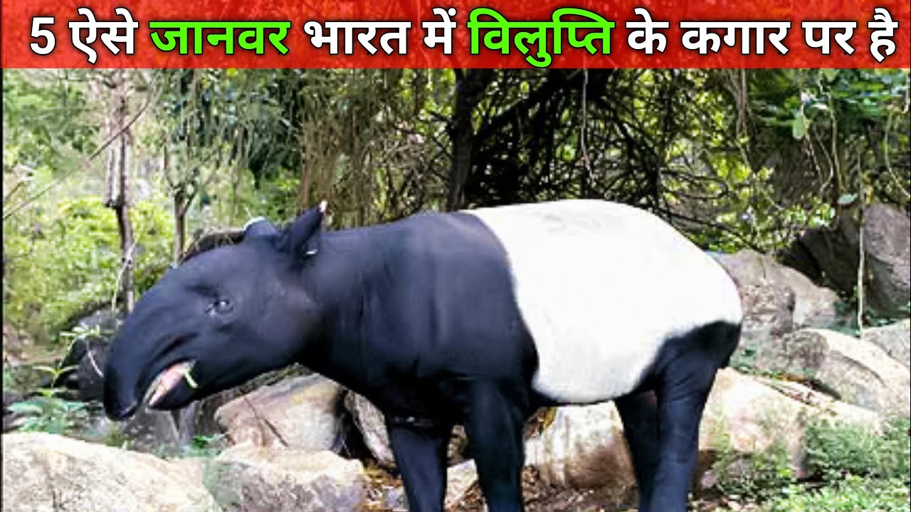 5 animals which are on the verge of extinction in India || fact exray ...