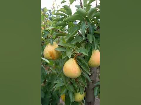 Очень вкусная ранняя груша БОГЕМА #shorts - YouTube