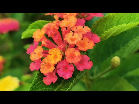 Video: Lantana Thuộc Họ Verbenaceae