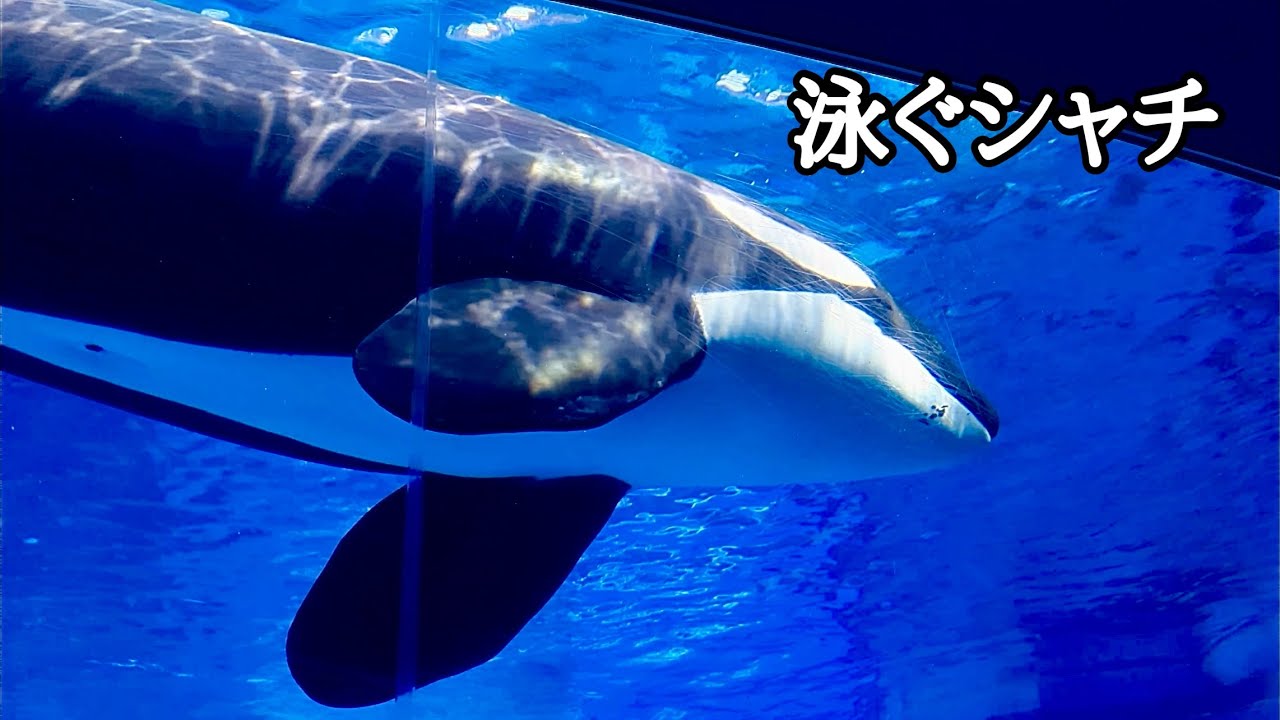 シャチ リンちゃん みんなの前で泳いでいます【名古屋港水族館】Killer