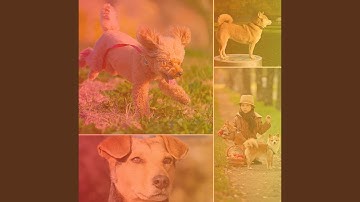 Pulsating Backdrops for Soothing Your Dog