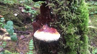 Paul With The RedBelted Polypore