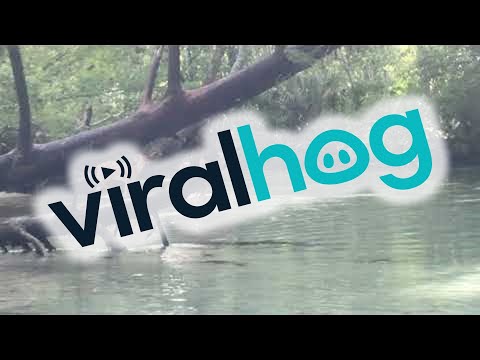 Kayaker Spots Deer Swimming in the Florida Forest || Viralhog