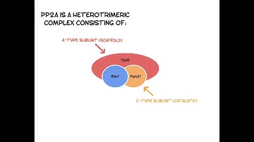 Exploring the Regulation of Mitotic PP2A-Rts1 Activity on Cdk1