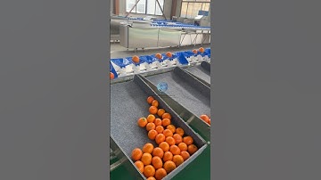 Xindesheng Automation Technology Orange Weight Sorter (XDS-800G-A) #foodmachine #sorting #fruit#food