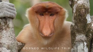 1 Week Borneo Wildlife Trip (Sepilok, Labuk Bay, and Kinabatangan)