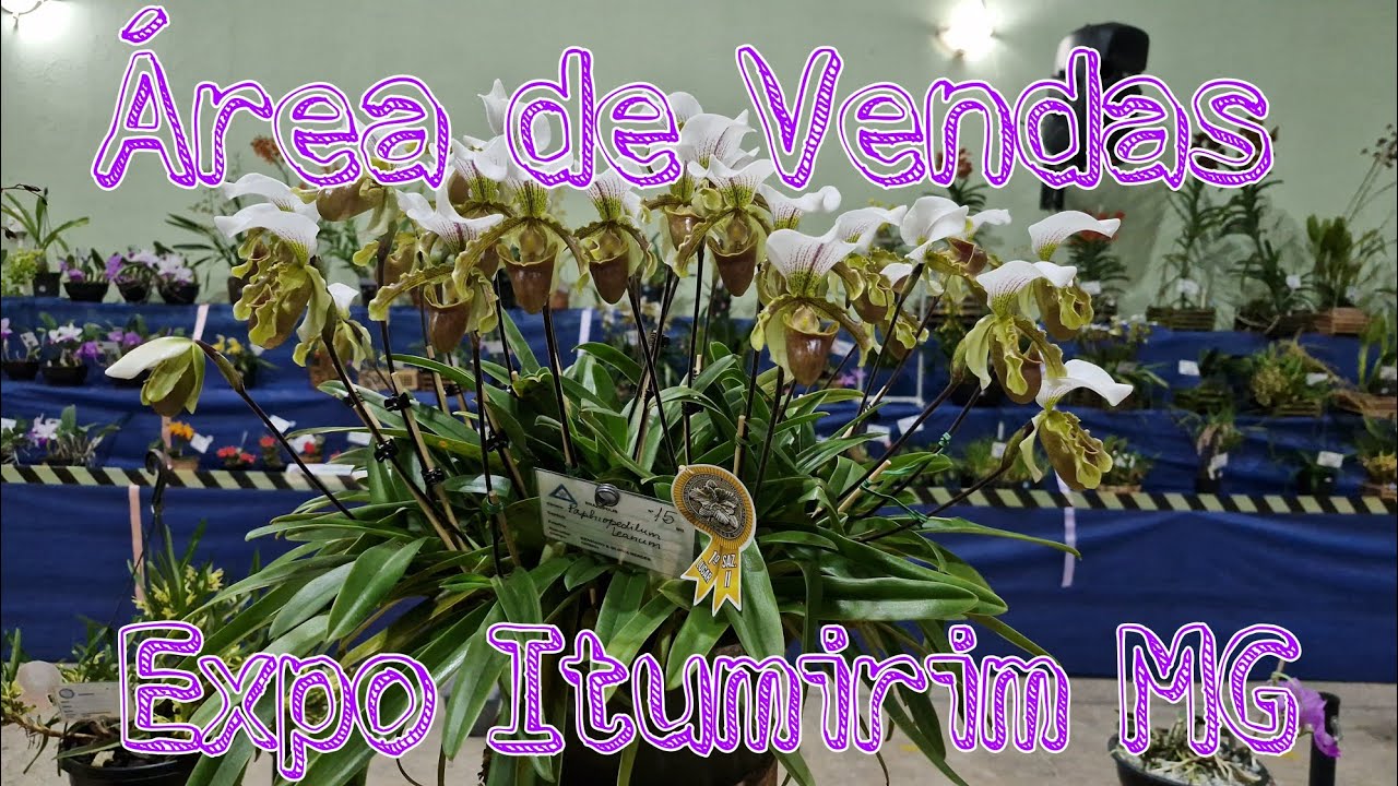 Área de Vendas                  Itumirim MG  2025