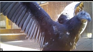 Wild turkey vultures nesting underneath the deck of a house in
greenpoint, novato, ca. starts with two stills nest area under deck,
then shows juv...