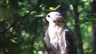 Up close with a Red Tailed Hawk in the Ramble