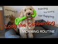 Cody the Cobberdog | MORNING ROUTINE