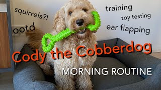 Cody the Cobberdog | MORNING ROUTINE