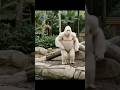 Gorilla Nieves C-Walks After Learning From a Kid&rsquo;s Phone 😱🦍