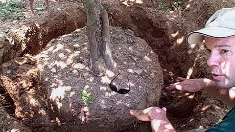 How to Transplant a Tree or Shrub | Newtown CT Landscaper - Landscape Designer