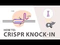 How to perform a CRISPR Knockin Experiment