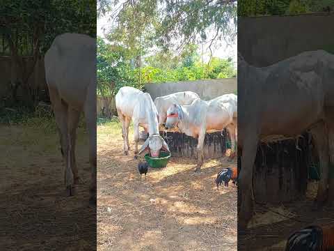 Father, father, let your child follow your father's lead.