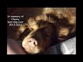 Improve the dog gate/repair the backdoor @ the homestead/the story of Chewy's last day & a tribute