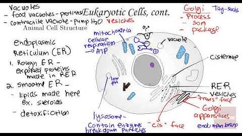 Cell Structure and Function Subcellular Structure