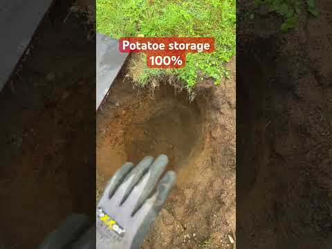 How To Storage Potatoes Low Budget Pt 1 Food Askquestions Diygardening Gardening Gardeningideas