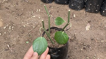 Công  việc ươm dây tiêu lươn để trồng năm 2022.