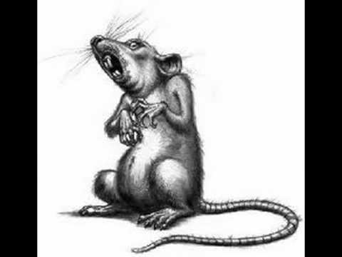 TIKUS PARAMUDA TIKUS PARAMUDA