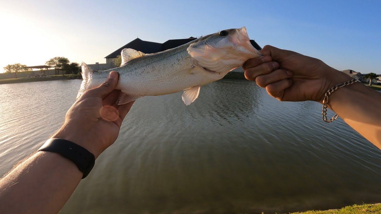 Bass fishing in lake, surprising catches