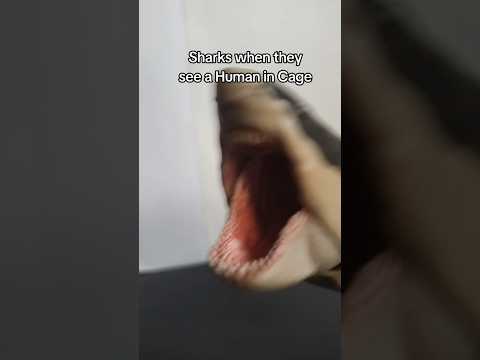 Sharks when encountering humans be like (audio credits to @ariaisdelux ) #fyp #meme #sharkattack
