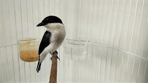 Burung Jingjing Batu Gacor Suara Variasi Masteran Asik