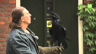 Mijn Hobby en ik: Raven en uilen!