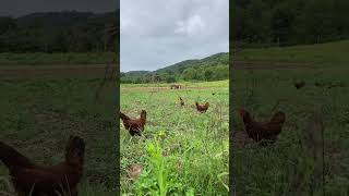 Chickens and tractors farmlife tractor chicken homestead farming garden shorts