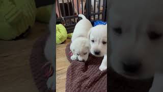 Cute and Playful Lab Puppies Playing #labrador #cutepuppy #puppy  #adorable