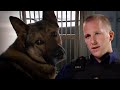 Dog squad catches burglar  send in the dogs full episode