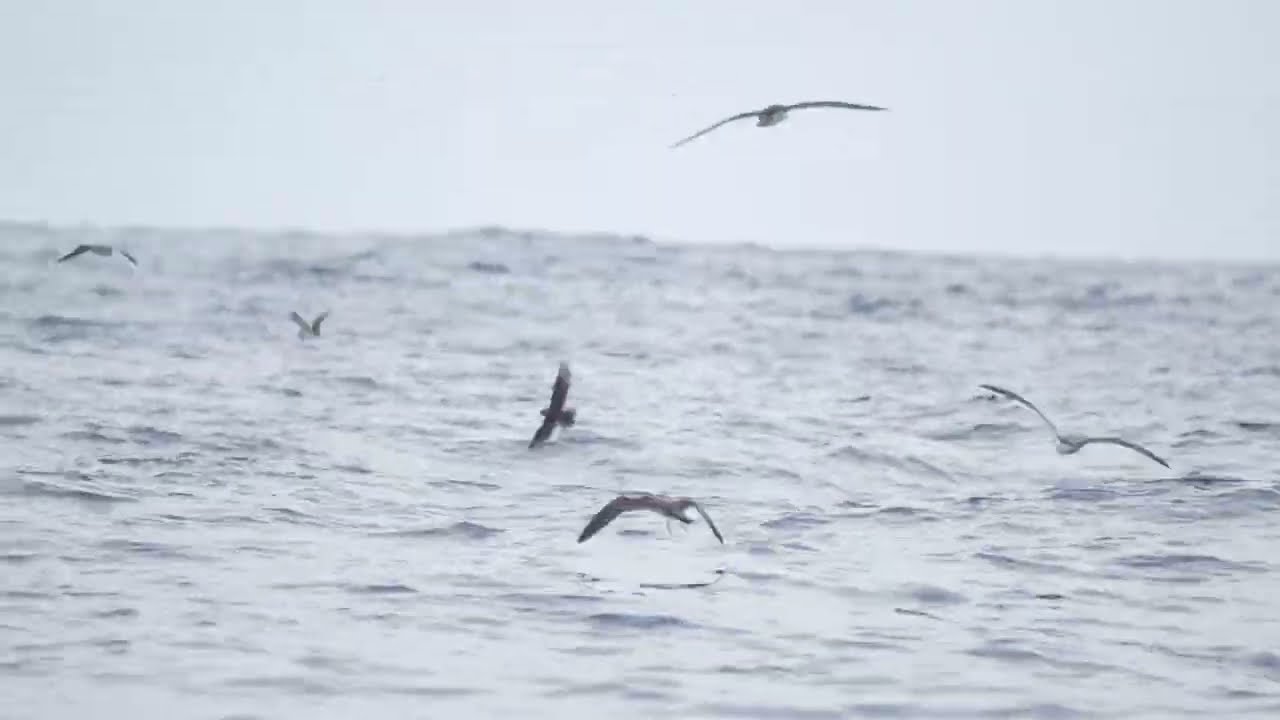 Leach's Storm-Petrel 白腰叉尾海燕 | Yilan, Taiwan 宜蘭東澳 | 2025.05.12 | Clip 1