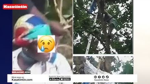 Wanita yang diduga penyihir terjebak di pohon alpukat di Kumasi