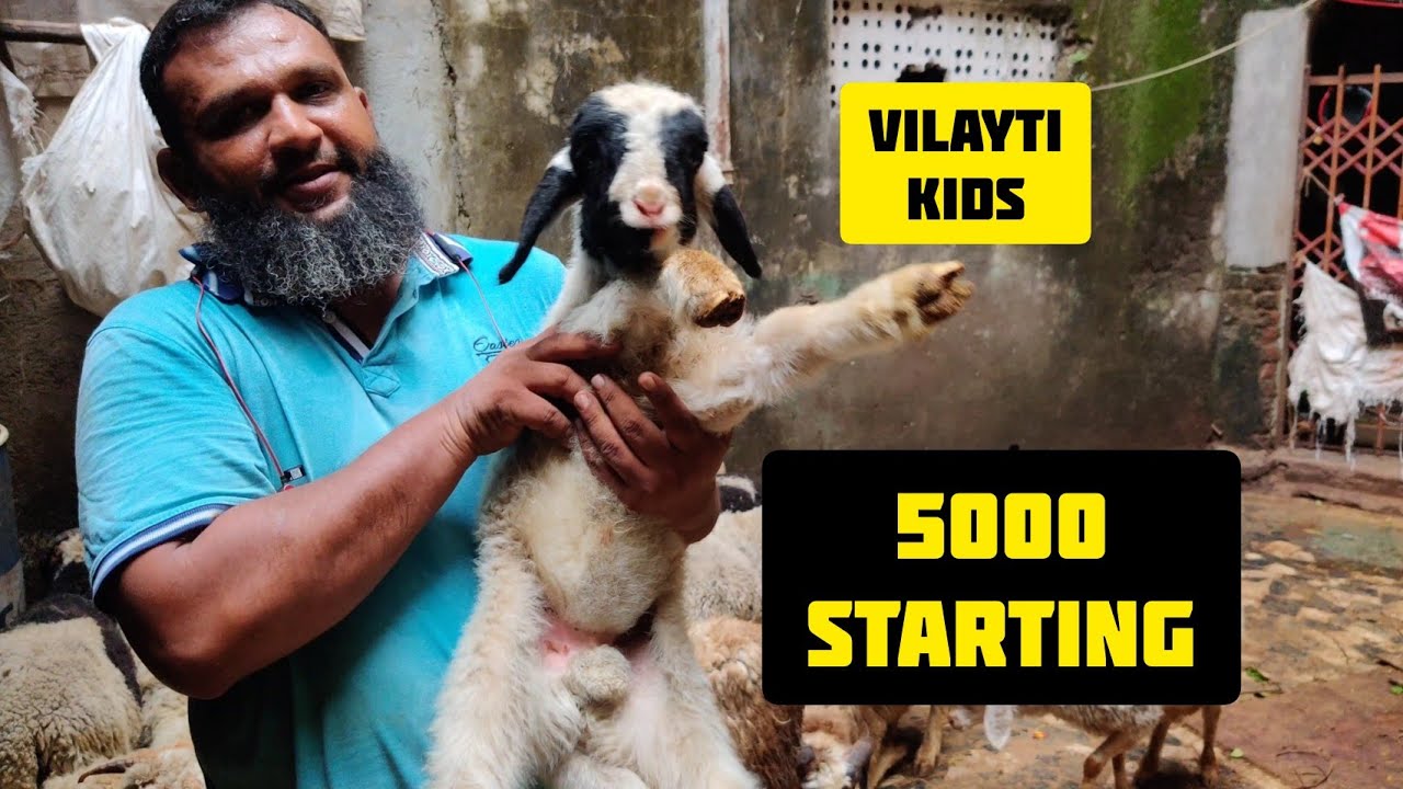 VILAYTI MENDE ADANT AND KIDS. 5000 STARTING. SHAFI BHAI