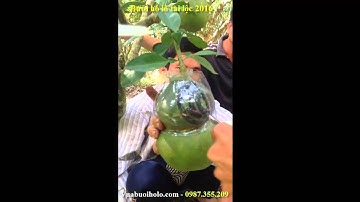 Mở khuôn Bưởi hồ lô Tài lộc 2016