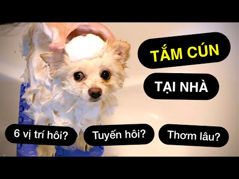 Video: 10 cách tự nhiên để giảm đau khớp Chow Chow của bạn