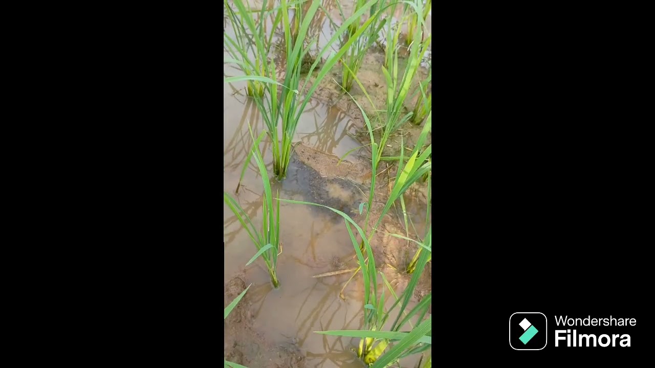 metamorphosis - from tadpole to frog original,