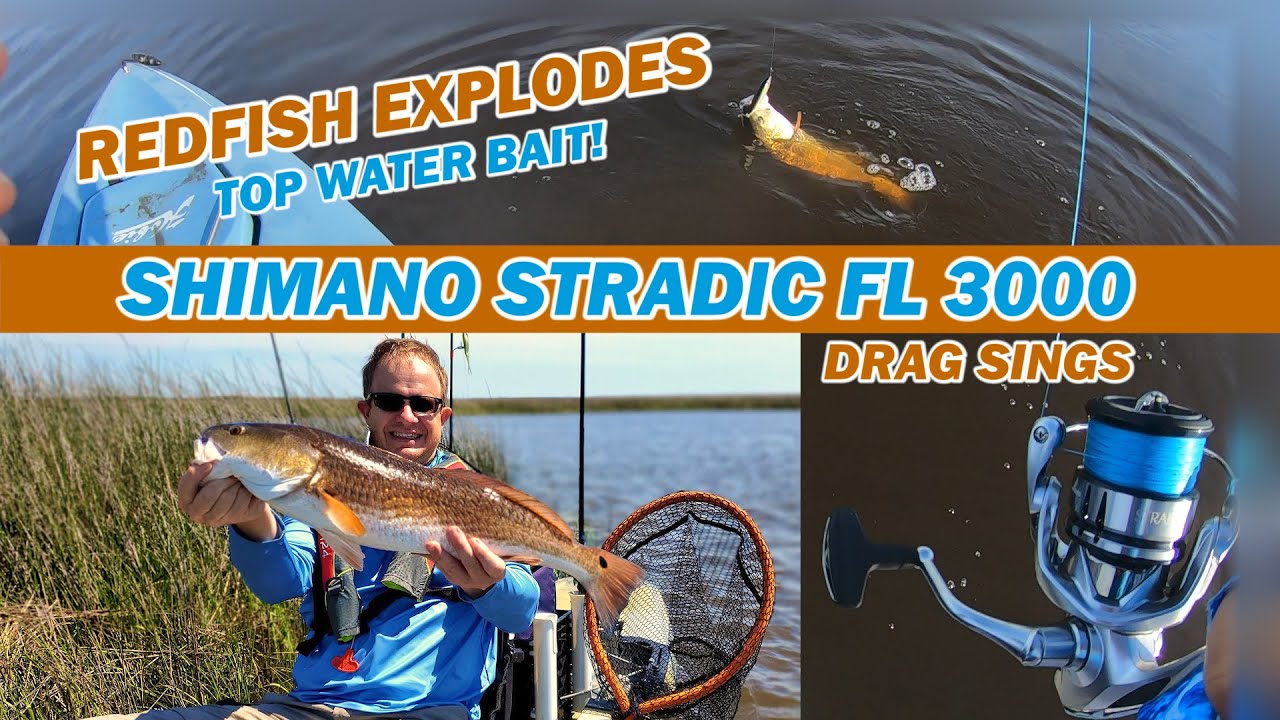 Shimano Stradic FL 3000 drag sings/Redfish explodes top water bait + First  time on Hobie Outback 