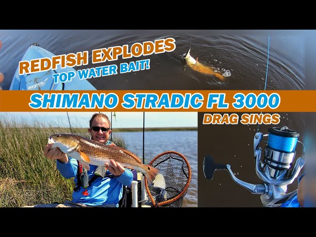 Shimano Stradic FL 3000 drag sings/Redfish explodes top water bait