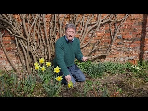 Videó: Szép gyomok a pázsiton – Információk a virágpázsit termesztéséről
