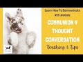 Communion v Thought Conversation | Teaching &amp; Tips | Susie Shiner | Animal Communication