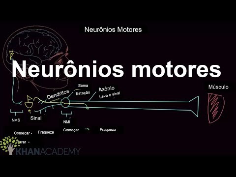 Vídeo: Diferença Entre Neurônios Sensoriais E Motores