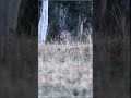 Young kangaroo grooming in fast motion