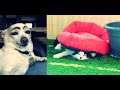 Пёс-нянька, кот и электричество, собака-помагака и кошачья логика. И смех и грех! ( 4 истории)