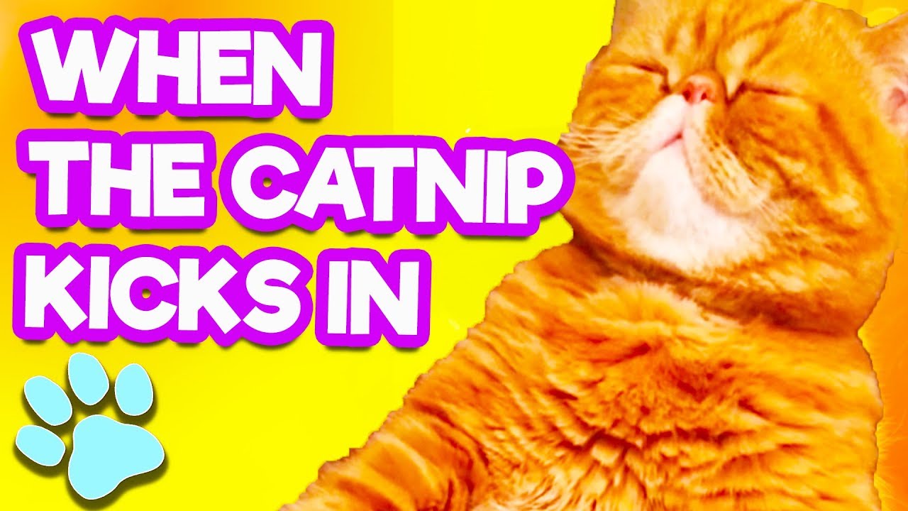 When You've Had Too Much Catnip thatpetlife YouTube
