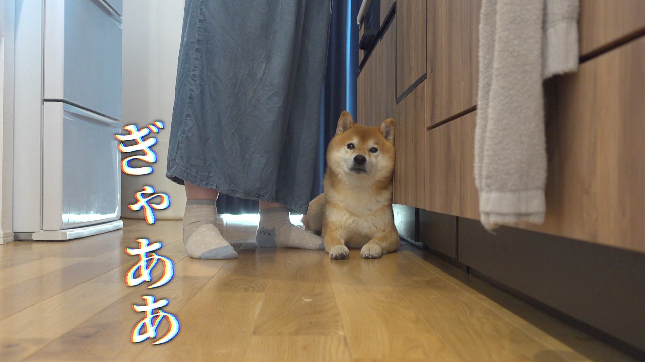 唐突に聞こえる悲鳴‥柴犬の親分が動きました。
