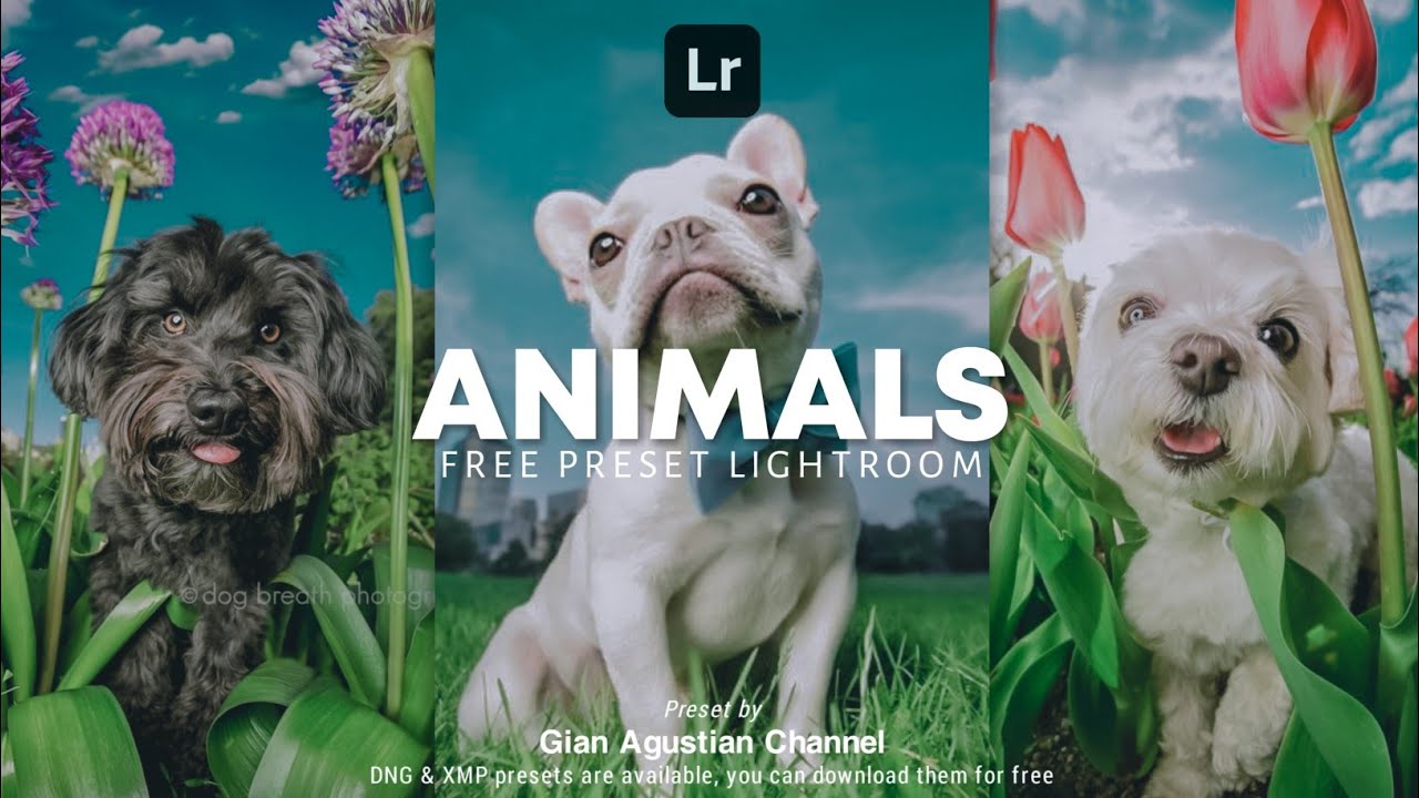 Lightroom Presets DNG & XMP Free Download | Animals Color Grading Presets Mobile Lightroom Tutorial