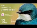 Как научиться расстановкам — бесплатный вебинар от 13 октября 2016 года