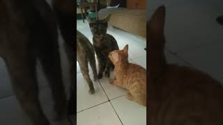 Masih pada nyusu guys! #kucing #kitten #funny